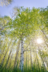birch foliage with sunflare in springtime