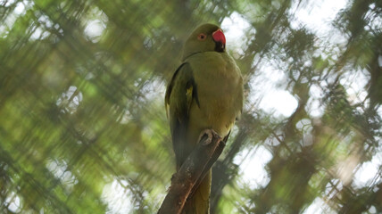 Two parrots are sitting on the tree. On blurred backgrounds