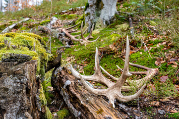 A set of huge Red Deer antler sheds. Beautiful natural background. Bieszczady Mountains, Carpathians, Poland.