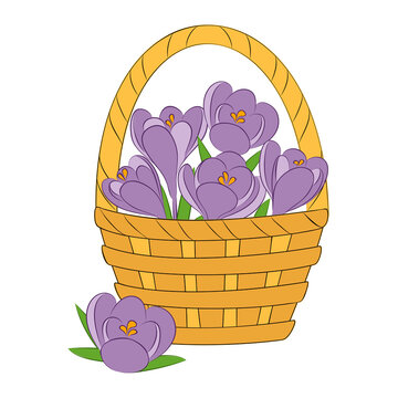 vector blue violet spring  crocus saffran  leaf first early garden flowers card basket bouquet