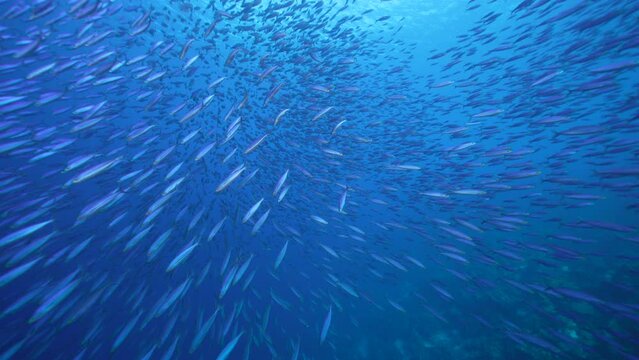 Seascape with School of Fish, Boga fish in the coral reef of the Caribbean Sea, Curacao