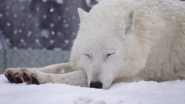 slow motion. portrait of a sleeping white arctic wolf against the background of falling snow in the zoo