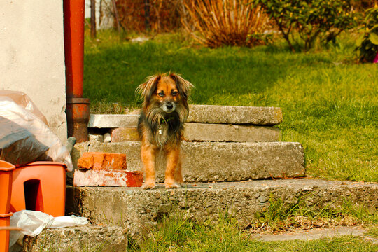 Pies - mieszaniec. Podobny do rasy papilon.