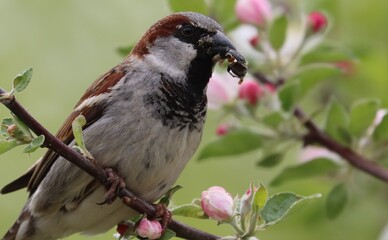 The male sparrow caught a beetle and sits on a blossoming apple tree