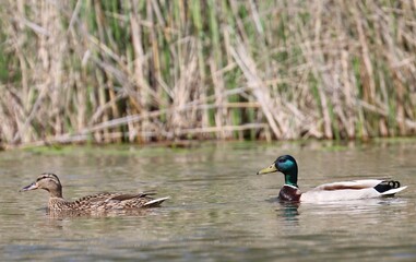 A family couple of mallards swims on the lake against the background of reeds