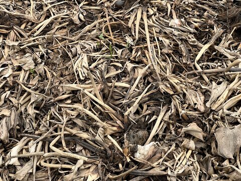 Dry Eichhornia Crassipes For Agriculture