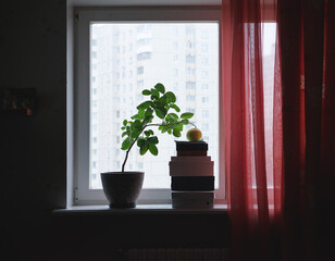 On the windowsill stands a room lemon in a pot. One big lemon hanging on a branch that needs support in a difficult period. Fruit citrus fruits. The concept of assistance in various life situations