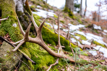 A set of huge Red Deer antler sheds. Beautiful natural background. Bieszczady Mountains, Carpathians, Poland.