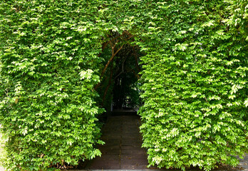 Closeup of Beautiful Green Tunnel of Trees on a concrete road at Bangkok, Thailand.