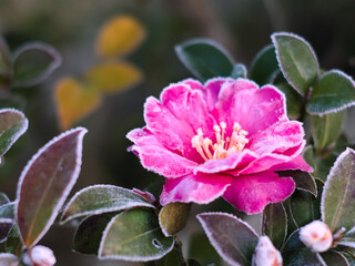 霜が降りた朝の山茶花