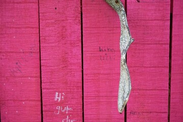 Pinkfarbene Lattenholzwand mit Pflanzenast im Winter