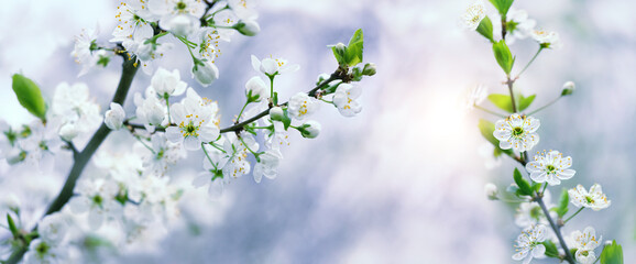 Gentle cherry flowers on branches close up on abstract  natural background. floral spring season concept.
