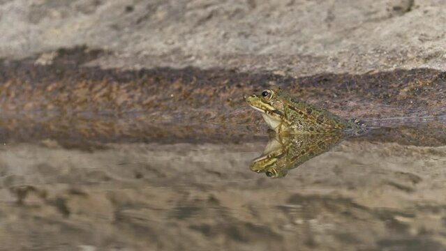A common green frog standing on a pool with its own reflection, handheld wide shot