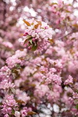 Blossoming of a pink apple tree in a spring park. Spring time concept. allergic season.