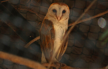 barn owl sits on a tree branch. On blurred backgrounds