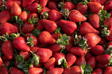 Ripe strawberry sold in the market