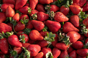 Ripe strawberry sold in the market