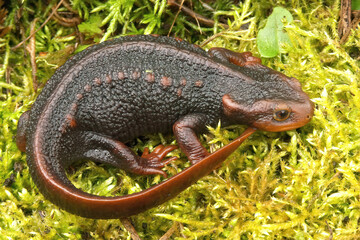 Closeup on an adult female Himalayan newt, Tylototriton verrucosus, sitting on green moss