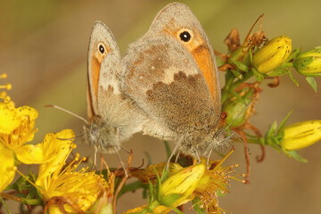 Obraz premium Closeup on a copulation of the Small Heath, Coenonympha pamphilus on yellow flowers