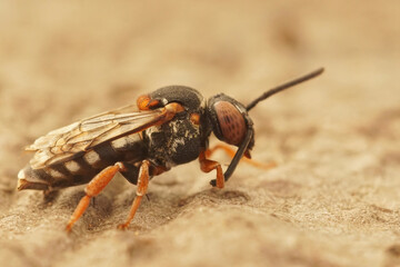 Closeup on the black thighed Epeolus variegatus , sitting on a piece of wood