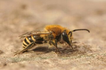 Closeup on a Heather colletes succinctus, male solitary bee sitting on wood