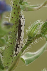 Closeup on a copulation of the rare Viper's Bugloss moth, Ethmia bipunctella, on it's host plant , Echium vulgare