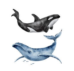 set of watercolor illustrations of great blue whale and killer whale. hand painted on a white background.