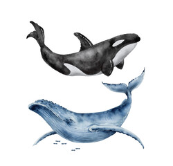 set of watercolor illustrations of great blue whale and killer whale. hand painted on a white background. © Lana