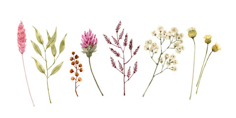 Botanical set of flowers and plants. watercolor drawing, hand painted on white background.