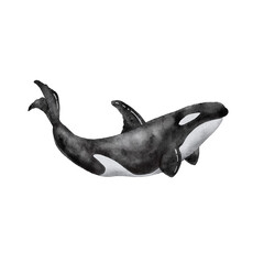 Obraz premium Watercolor illustration of a large black killer whale. hand painted on a white background.