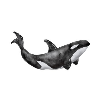 Watercolor illustration of a large black killer whale. hand painted on a white background.
