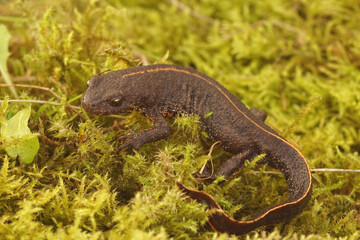 Closeup on a juvenile of the rare Anatolian crested newt, Triturus anatolicus sitting on green moss