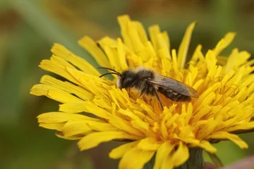 Fotobehang Closeup on a small red bellied miner solitary bee, Andrena ventralis sitting in a yellow dandelion flower © Henk