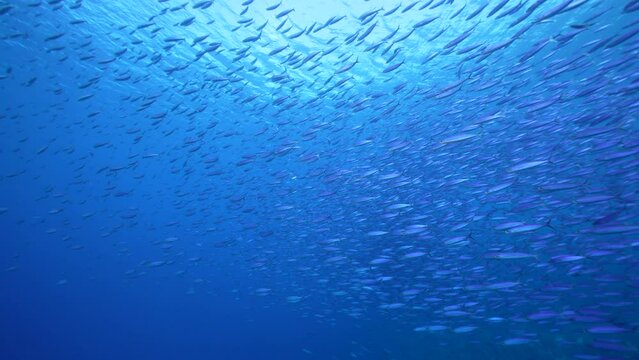Seascape with School of Fish, Boga fish in the coral reef of the Caribbean Sea, Curacao