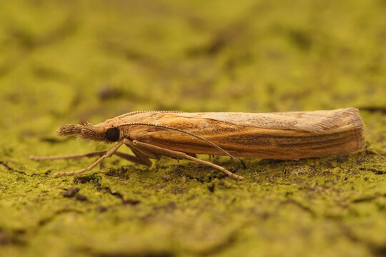 Closeup on a common grass veneer, Agriphila tristella sitting on piee of wood