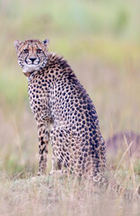 Collared Cheetah, South Africa