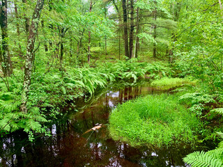 Lush green vegetation on a trout stream make a summer background