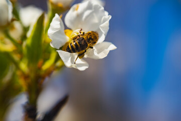 Honey Bee harvesting pollen from Cherry Blossom, spreading pollen on white flowers of white cherry tree. blurred background fucusare on the front flower