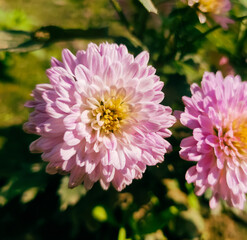 Close up shot of a pink dahlia flowers