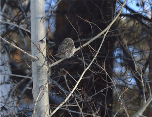 The sparrow owl (Latin Glaucidium passerinum) is a small owl. Sitting on an aspen tree and looking into the camera. I came to hunt sparrows.