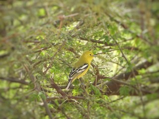 Iora bird on a branch