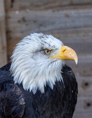 Bald eagle close up portrait.