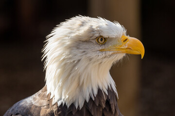 Bald eagle close up portrait.