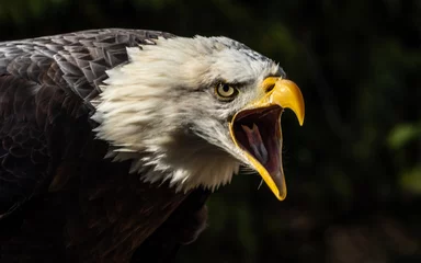 Fototapeten Bald eagle close up portrait. Threatening posture. © Robert L Parker