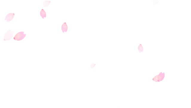 水彩手描きの和風桜の花びらループアニメーション（アルファチャンネル）