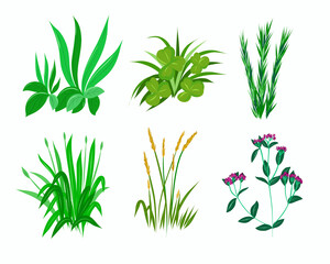 A set of summer herbs for design.