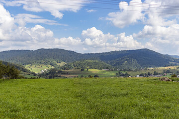 Naklejka premium Mountain meadow in Carpathians. Countryside summertime landscape with valleys and grassy hills. Fluffy clouds on a bright blue sky