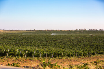 Fototapeta na wymiar Tractor spraying vineyard with fungicide