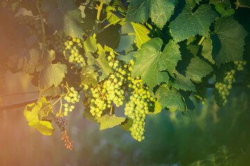 Large bunches of red wine grapes hang from an old vine in warm afternoon light.