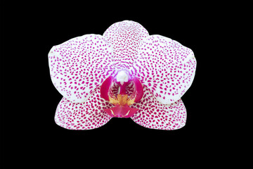 Fototapeta na wymiar Красивый цветок орхидеи, изолированный